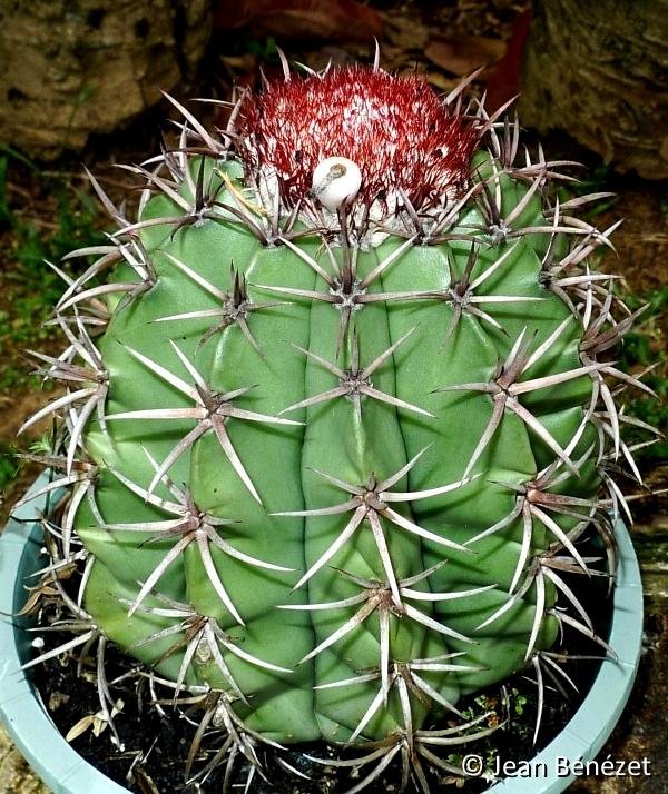 Melocactus sp HU713 (Mirabela, Minas Gerais, Brasil)